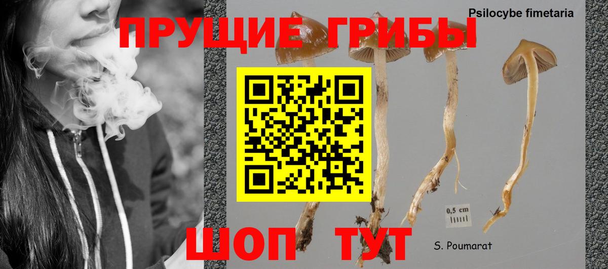 Псилоцибиновые грибы GOLDEN TEACHER Красный Сулин
